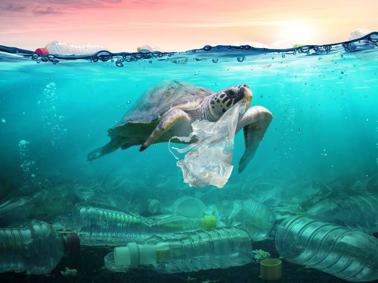 contaminacion-por-plastico-causa-la-muerte-de-miles-de-mamiferos-y-millones-de-aves